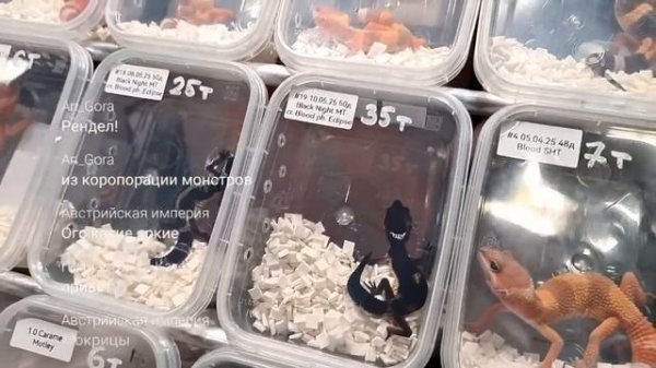 Запись. Добрый стрим Yoll. Рептилиум Москва лето 2025. День 2