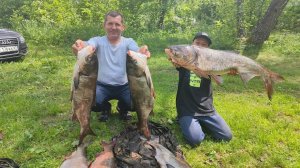 КАК ПОЙМАТЬ ТОЛСТОЛОБА в большом количестве.