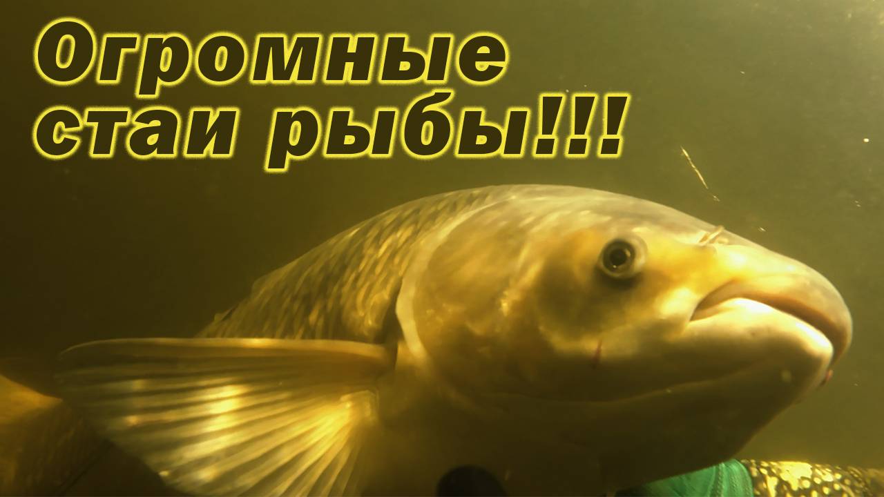 ТАКАЯ ОХОТА ЗАПОМНИТСЯ НАВСЕГДА!!! ОГРОМНАЯ СТАЯ БЕЛОГО АМУРА И ТОЛСТОЛОБИКА!!! смотреть онлайн
