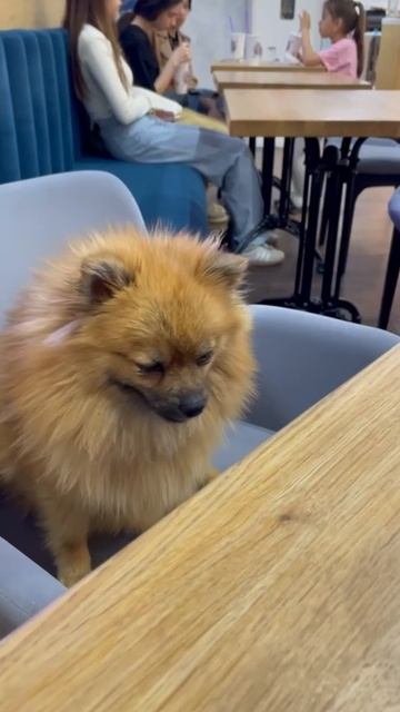 С Мирочкой в кафе 😋 смотреть онлайн