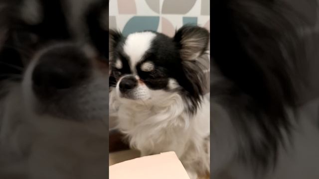 У Люси лабубу! 2 часть! 🐶