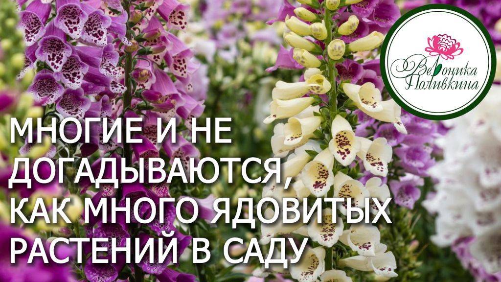 ОСТОРОЖНО! ЯДОВИТЫЕ РАСТЕНИЯ В САДУ смотреть онлайн