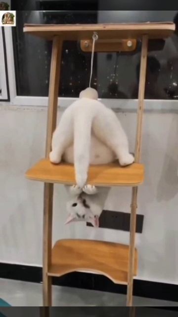 Забавные котики 🐈🐈🐈 смотреть онлайн