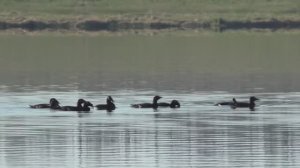 Охота на турпана в Якутии. Мырыла 2022