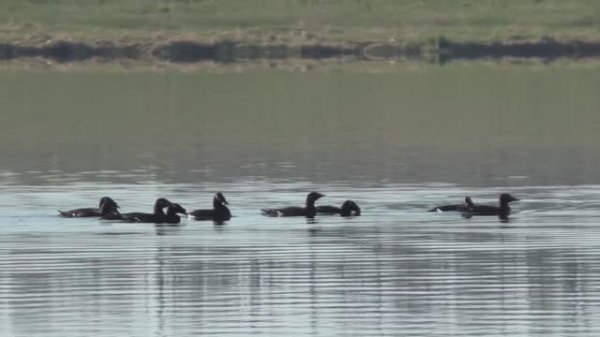 Охота на турпана в Якутии. Мырыла 2022