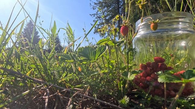 Первая земляника. Не смог не поделиться смотреть онлайн