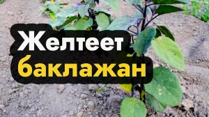 У баклажанов желтеют листья что делать - почему желтеет лист у баклажана и как с этим бороться