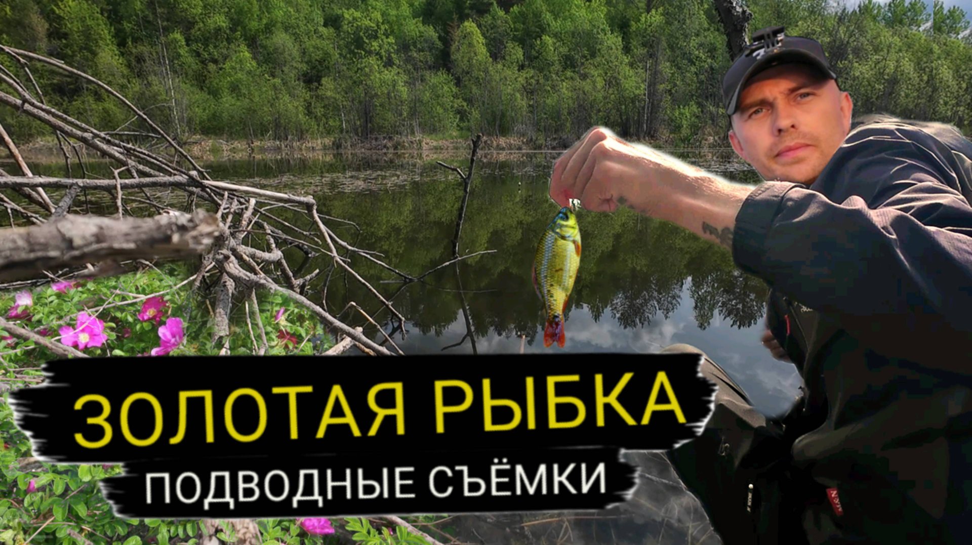 Ловлю золотого карася. Подводные съёмки. Тестовая рыбалка. смотреть онлайн