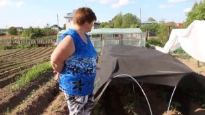 Высадка томатов в грунт: правила, которые удвоят урожай