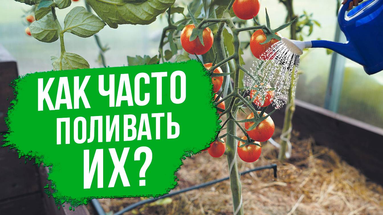 Как ЧАСТО поливать томаты и перцы в теплице?