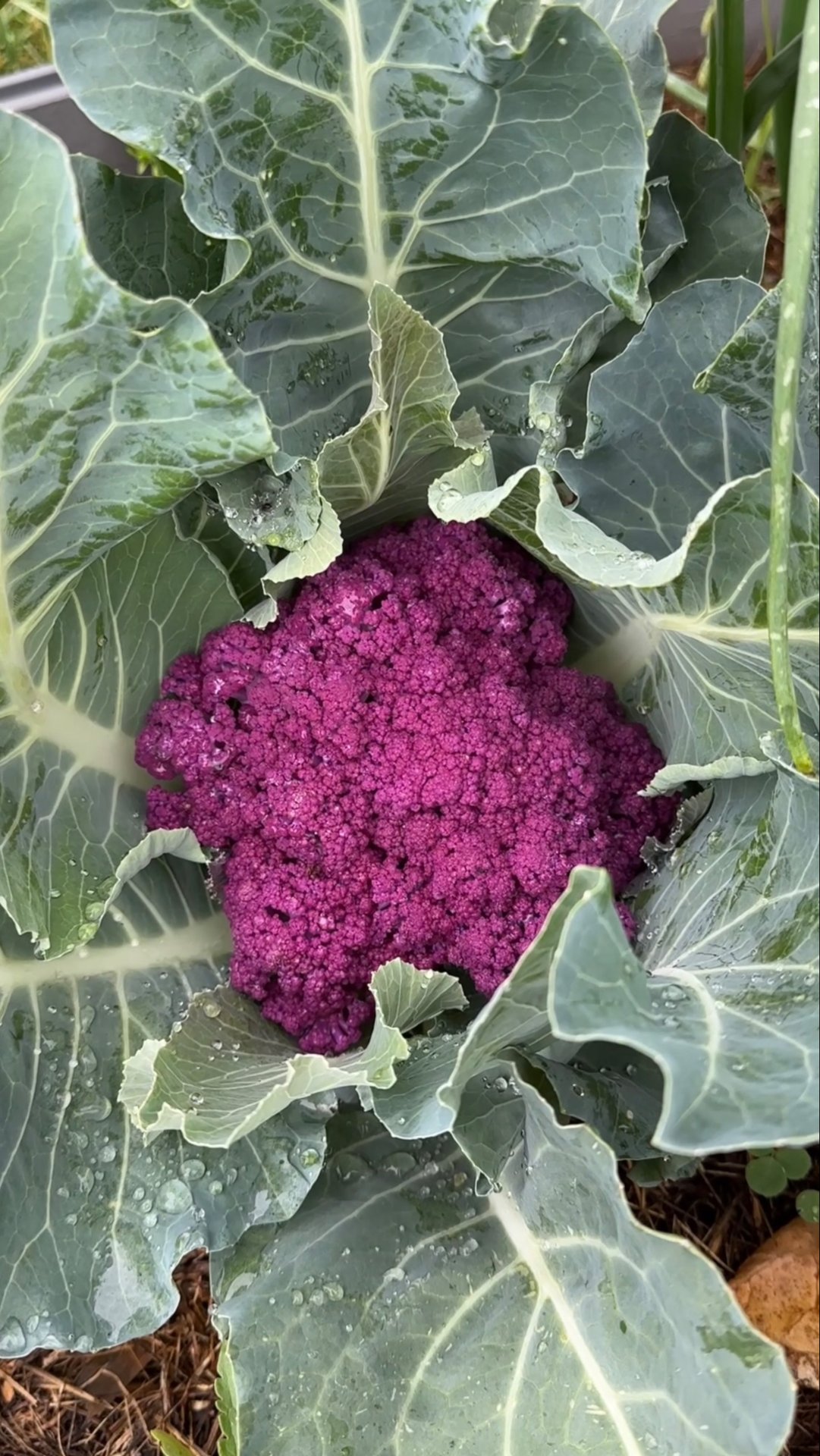 Что сажаю в июне на освобождающиеся грядки смотреть онлайн