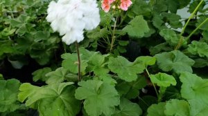 Пеларгония - сорта - обзор - отличники и особенные. 
Выводы и особенности.