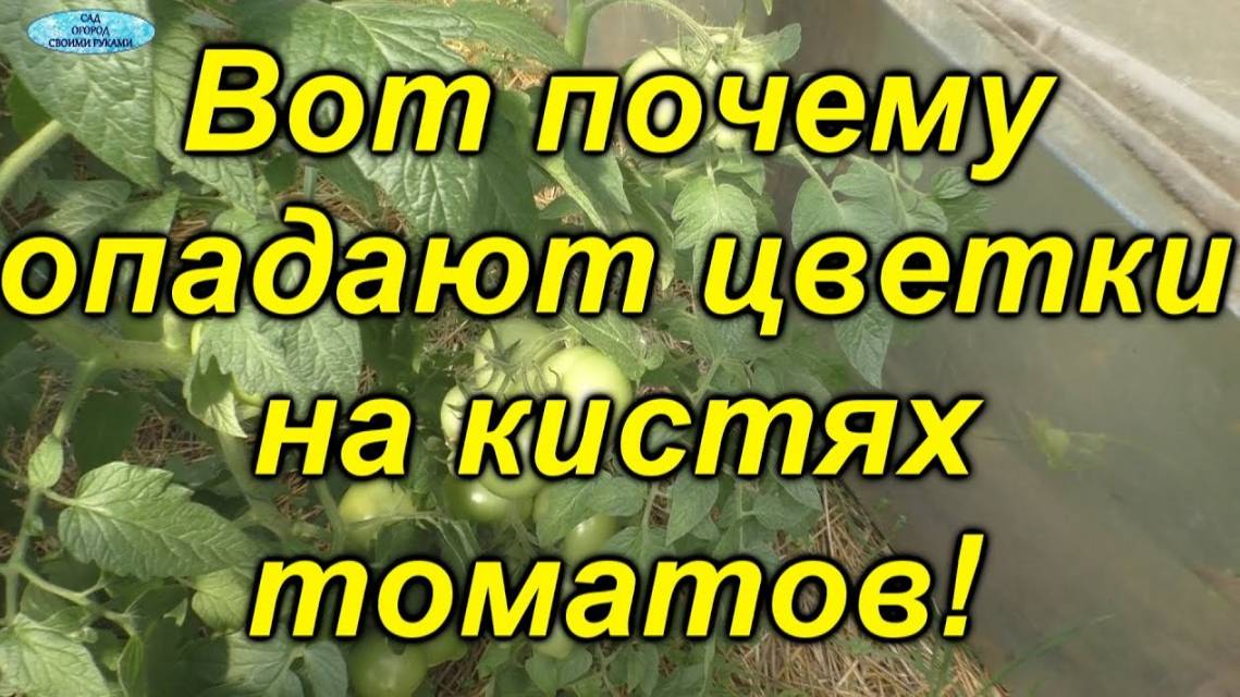 🌿 Чем подкормить помидоры, чтобы завязи не осыпалась? смотреть онлайн