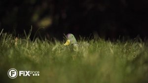 Декорация для водоёма "Утка" | FIX PRICE