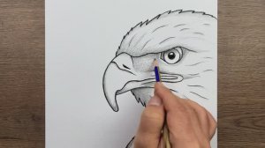 Как нарисовать орла - Легкий рисунок карандашом животных