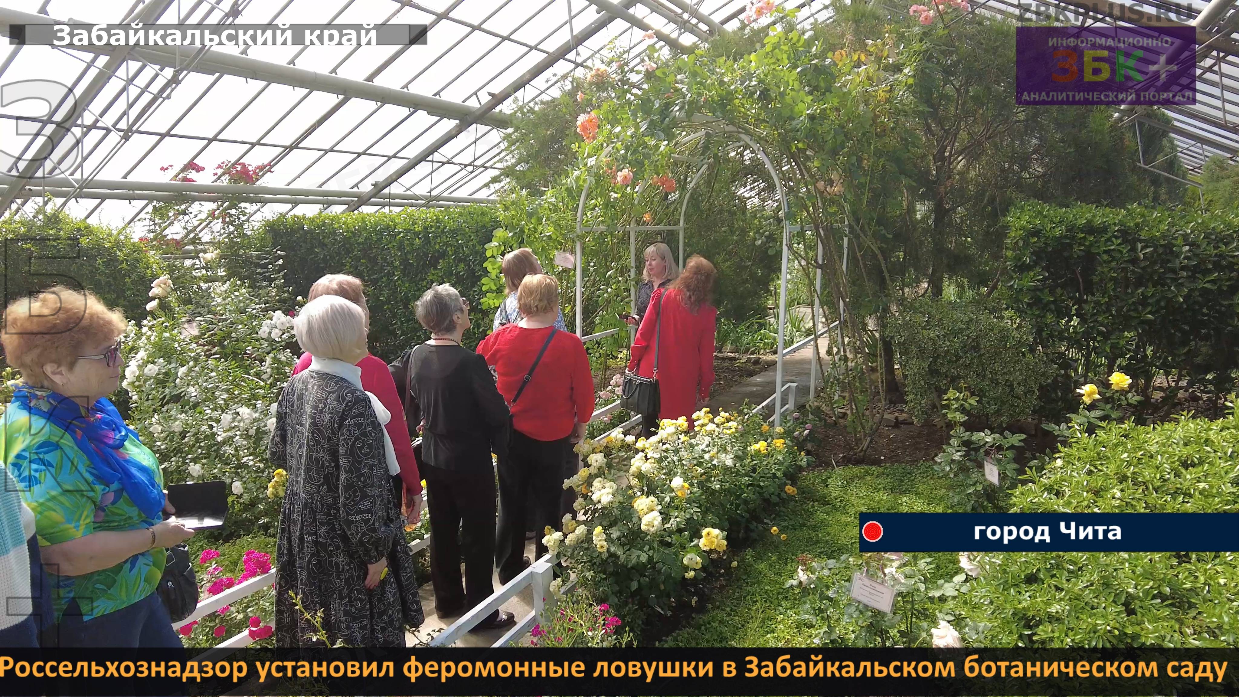 ЗБК + Россельхознадзор установил феромонные ловушки в Забайкальском ботаническом саду смотреть онлайн