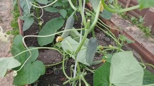 ВОСКРЕСНЫЕ ДАЧНИКИ 😍 ОБЗОР ПАРНИКА И ОГОРОДА 2 ДЕКАДА ИЮНЯ 👍