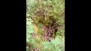 Дырка в лесу Hole in the woods