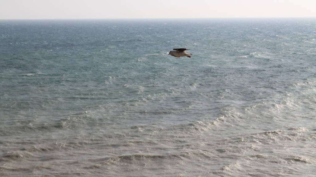 КУБАНЬ_РОССИЯ