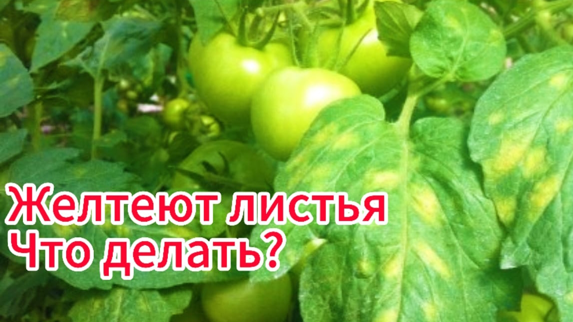 Жёлтые пятна на листьях помидор. Если на листьях помидоров жёлтые пятна что делать?