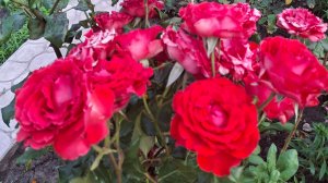 Переезд на юг из Сибири.Купили дом на юге.Ремонт,сад.Наслаждаемся южной жизнью. 3 серия