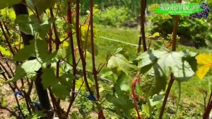 Обзор моего виноградника на середину июня 2025