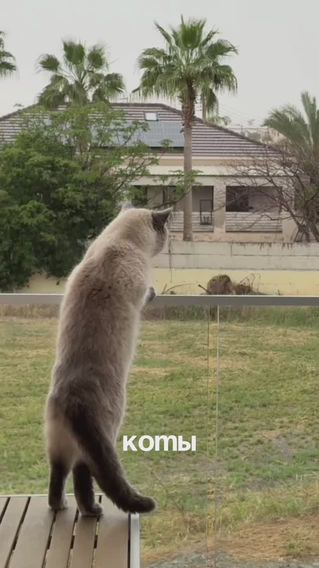 Скучали по Люциферу? 😁❤️ смотреть онлайн