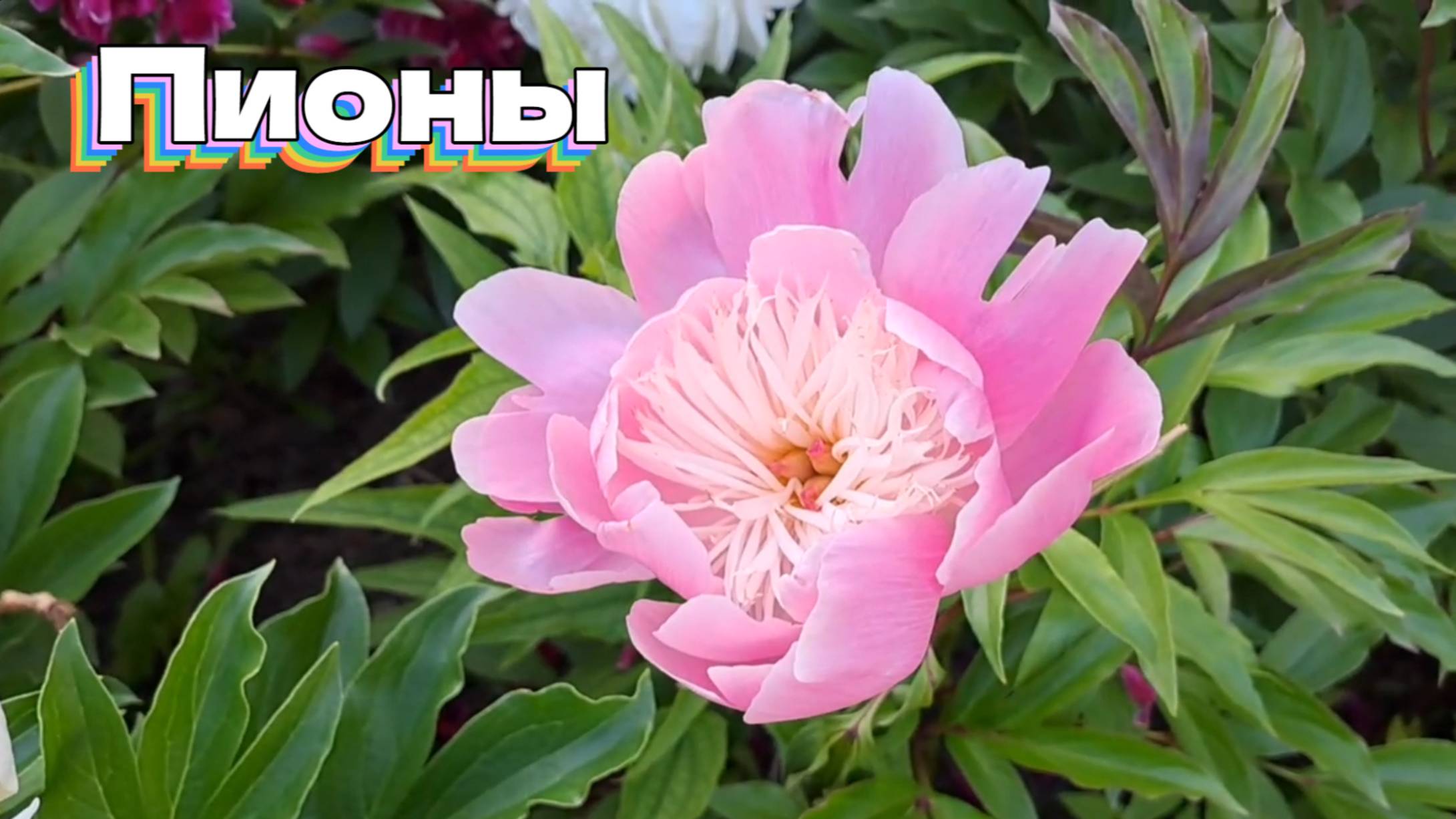 Пионы смотреть онлайн