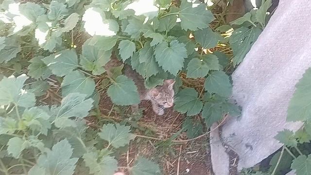 на деревенском/ деревня -село/ ничего не успеваю,как хотела бы🫠 смотреть онлайн