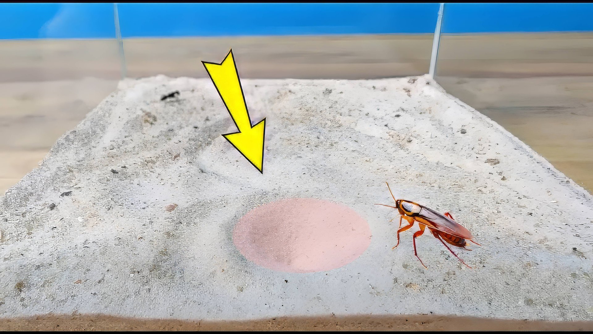 Попадет ли Таракан в ловушку Муравьиного льва?