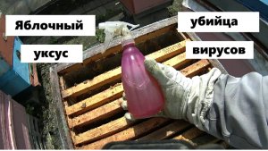 Яблочный уксус против вирусов пчёл.