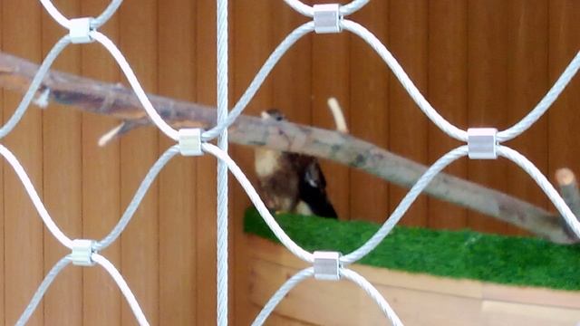 Центр спасения птиц московского зоопарка. Курганник.