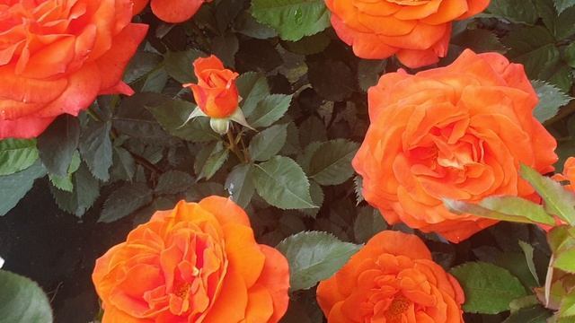 Цветение розы Супер Трупер. смотреть онлайн