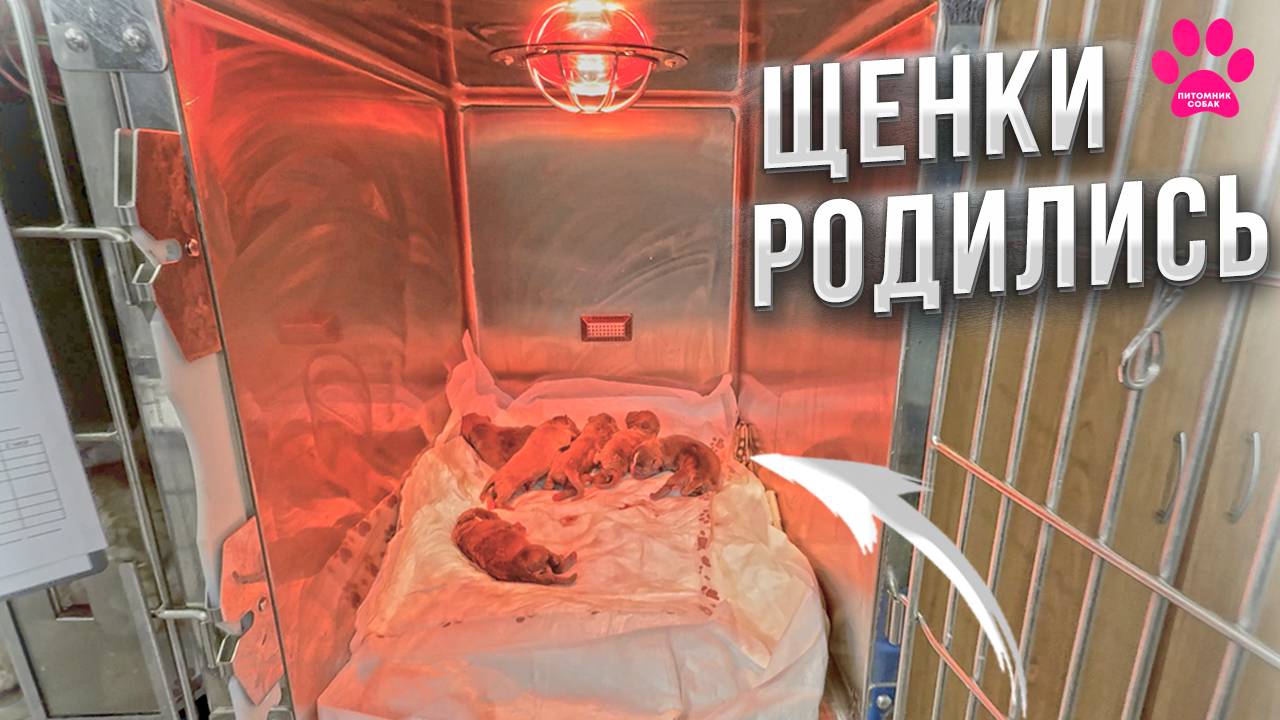 Что со щенками? Один щенок НЕ КАК ВСЕ! Сколько их? Труд заводчика как он есть. Последние булли? смотреть онлайн
