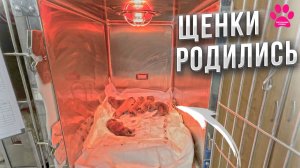 Что со щенками? Один щенок НЕ КАК ВСЕ! Сколько их? Труд заводчика как он есть. Последние булли?