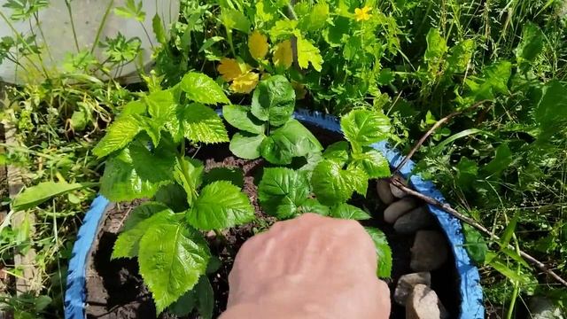 Обзор моего участка в июне месяце. Укрываю ягодные грядки от птиц. Зажрала тля. смотреть онлайн