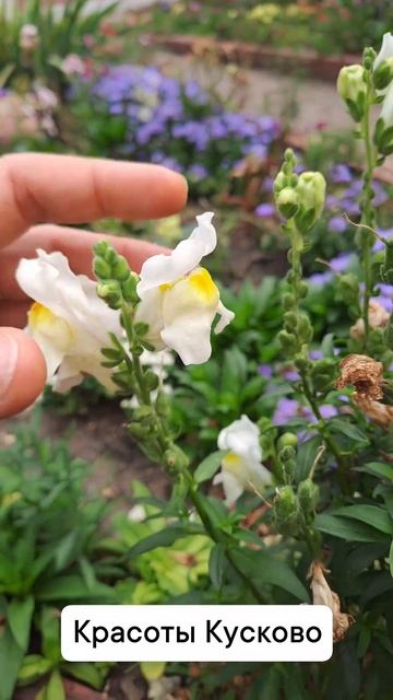 Цветы Львиный зев