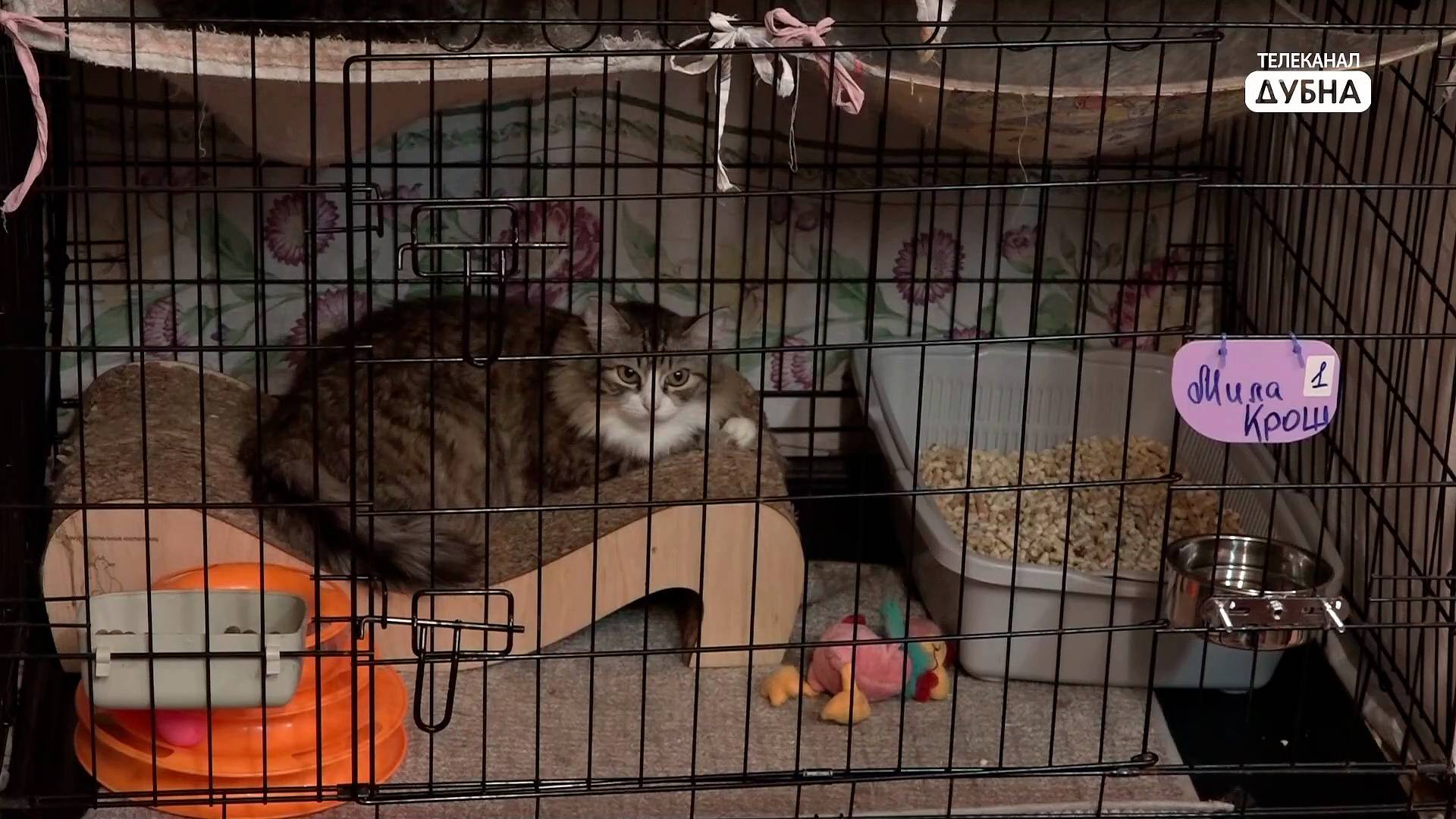 Администрация Дубны выделила помещение для кошачьего приюта "Кот Леопольд" смотреть онлайн