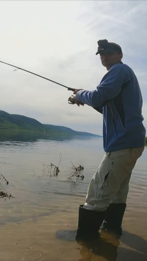 ПОКЛЁВКИ ЖЕРЕХА ОДНА ЗА ОДНОЙ!!/НОВЫЙ СПОСОБ ЛОВЛИ/ЖЕРЕХ НА СПИННИНГ, НА СИЛИКОН/РЫБАЛКА НА ВОЛГЕ