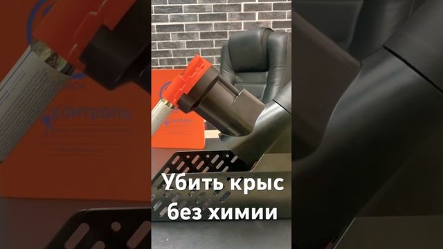 Как вывести крыс дома? https://dez-delo.ru/