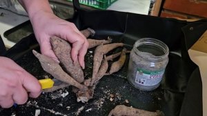 Георгины весной проращивание, подготовка к черенкованию.