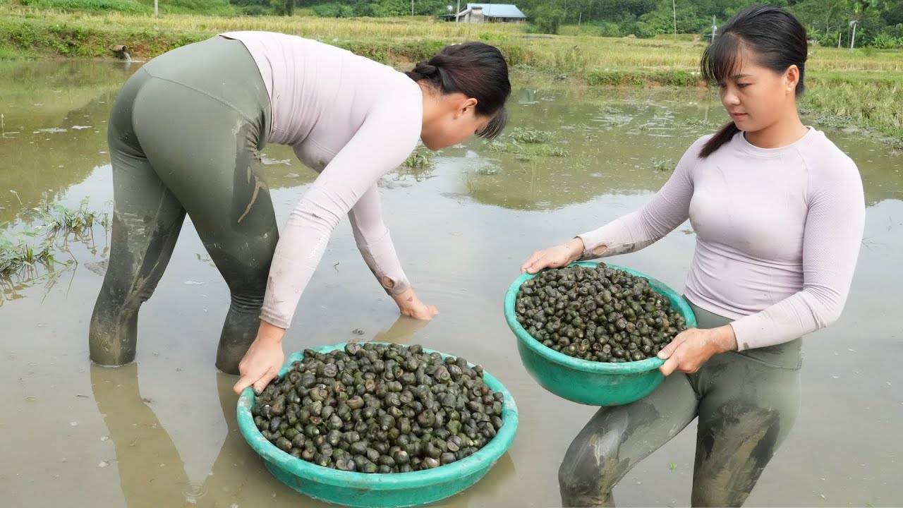 Harvesting A Lot Of Snails After Rice Crop Go To Countryside Market Sell. смотреть онлайн