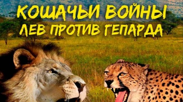Кошачьи войны: Лев против Гепарда | NAT Geo