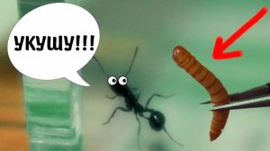 Муравьи едят червяка