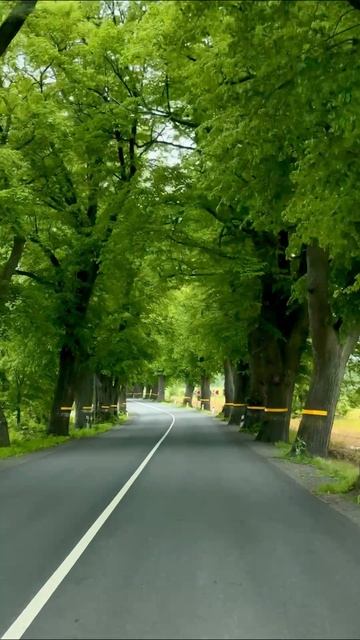 Дорога Балтийск - Светлогорск