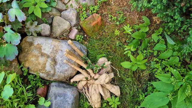 Начали разборку в дубае. Что цветёт в моём саду в июне. Убрала редиску смотреть онлайн