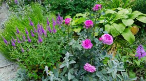 Распускаются всё новые розы, лук бокаловидный, книфофия и вербена. Дизайн сада, цветы, 13.06.2025 г