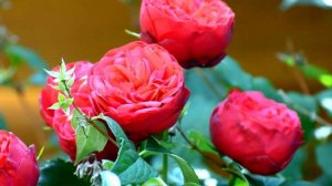 Музыка для расслабления.