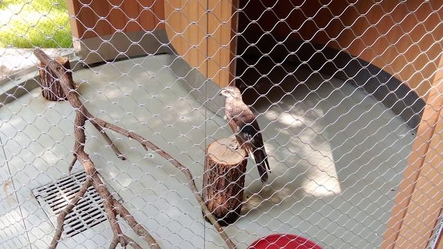 Центр спасения птиц московского зоопарка. Чёрный коршун.