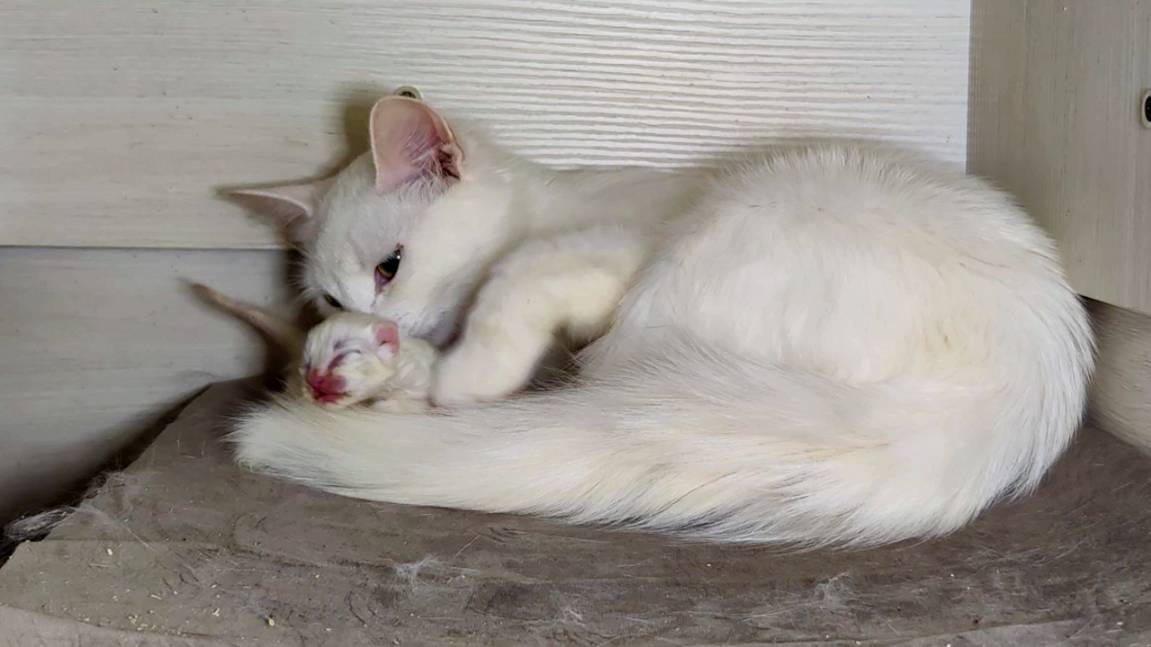 Мама-кошка, не оставляй котенка одного. Котенок мяукает. День седьмой. смотреть онлайн